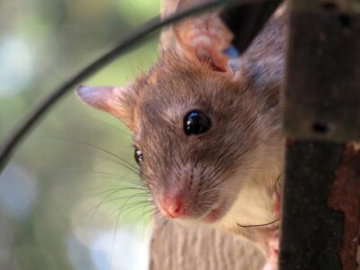 rat mice mouse rodent pest